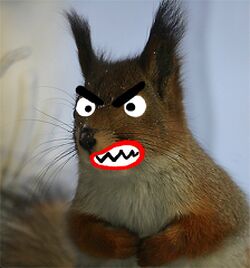 Squirrel anger.jpg