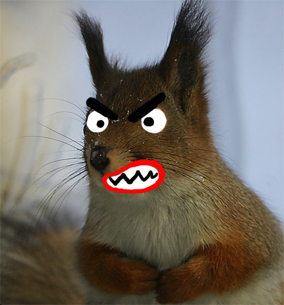 Файл:Squirrel anger.jpg